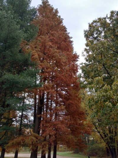 Hatchery Park - Elkton, MD