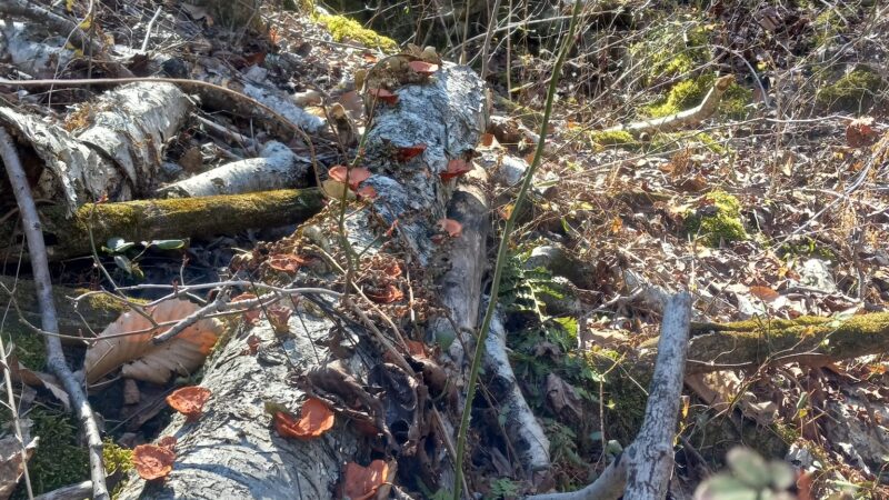 Hatchery Park - Elkton, MD