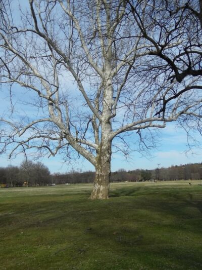 Meadow Park - Elkton, MD