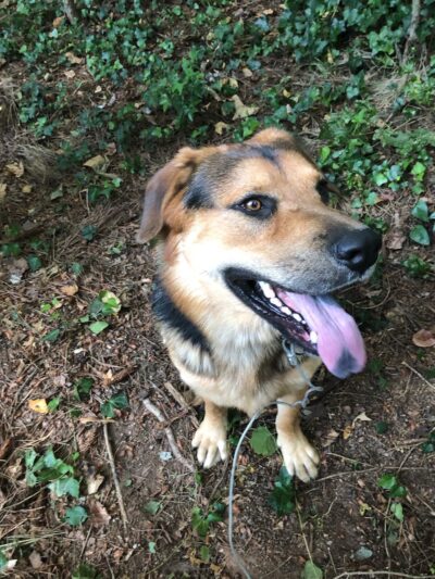 Clayton County Animal Control - Ellenwood, GA