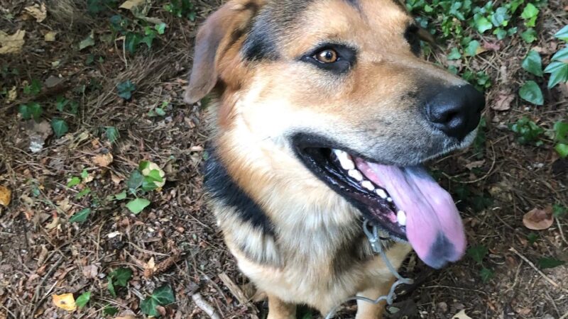 Clayton County Animal Control - Ellenwood, GA