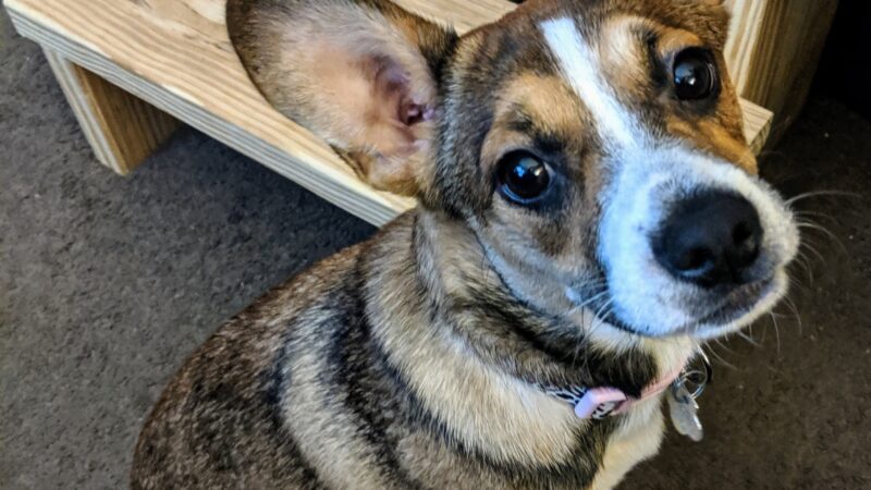 Clayton County Animal Control - Ellenwood, GA
