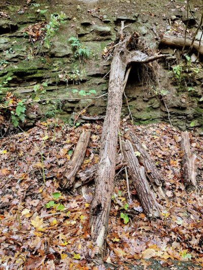Nature Trail: Joffre Street Trailhead - Ellwood City, PA