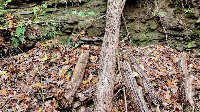 Nature Trail: Joffre Street Trailhead - Ellwood City, PA