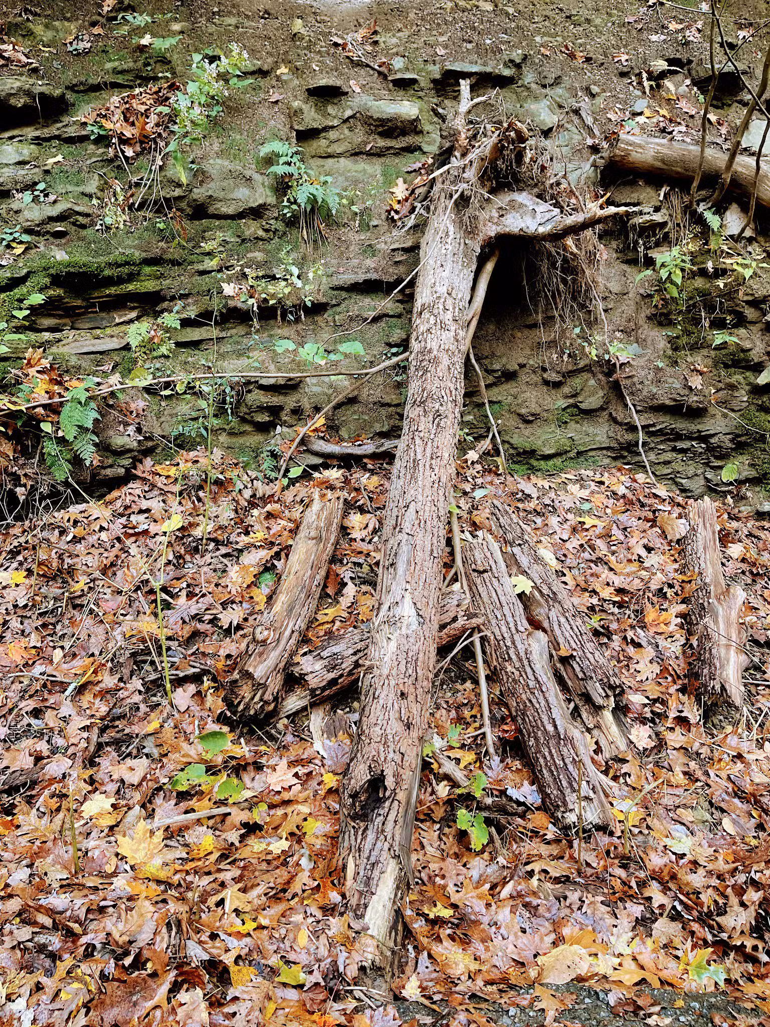 Nature Trail: Joffre Street Trailhead - Ellwood City, PA