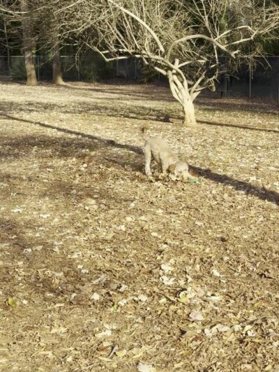 Elon Dog Park - K-9 Corner at Schmidt Park - Elon, NC