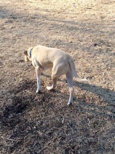 Elsmere Dog Park - Elsmere, DE