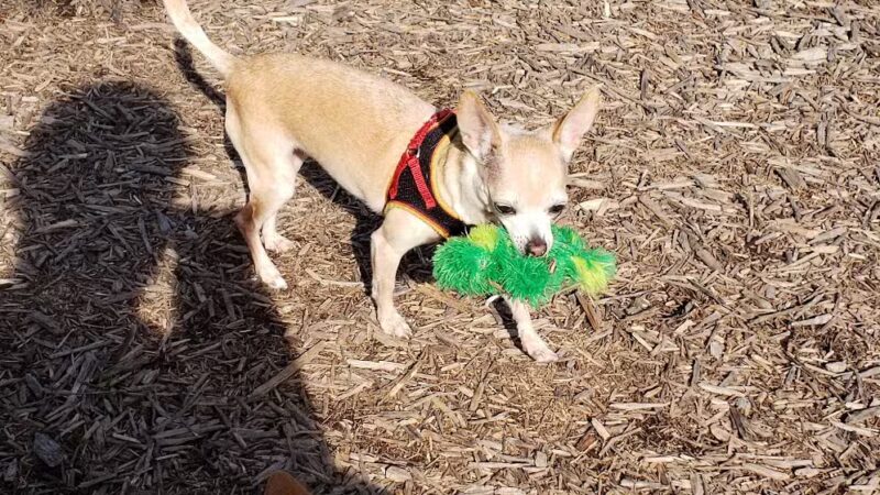Elsmere Dog Park - Elsmere, DE