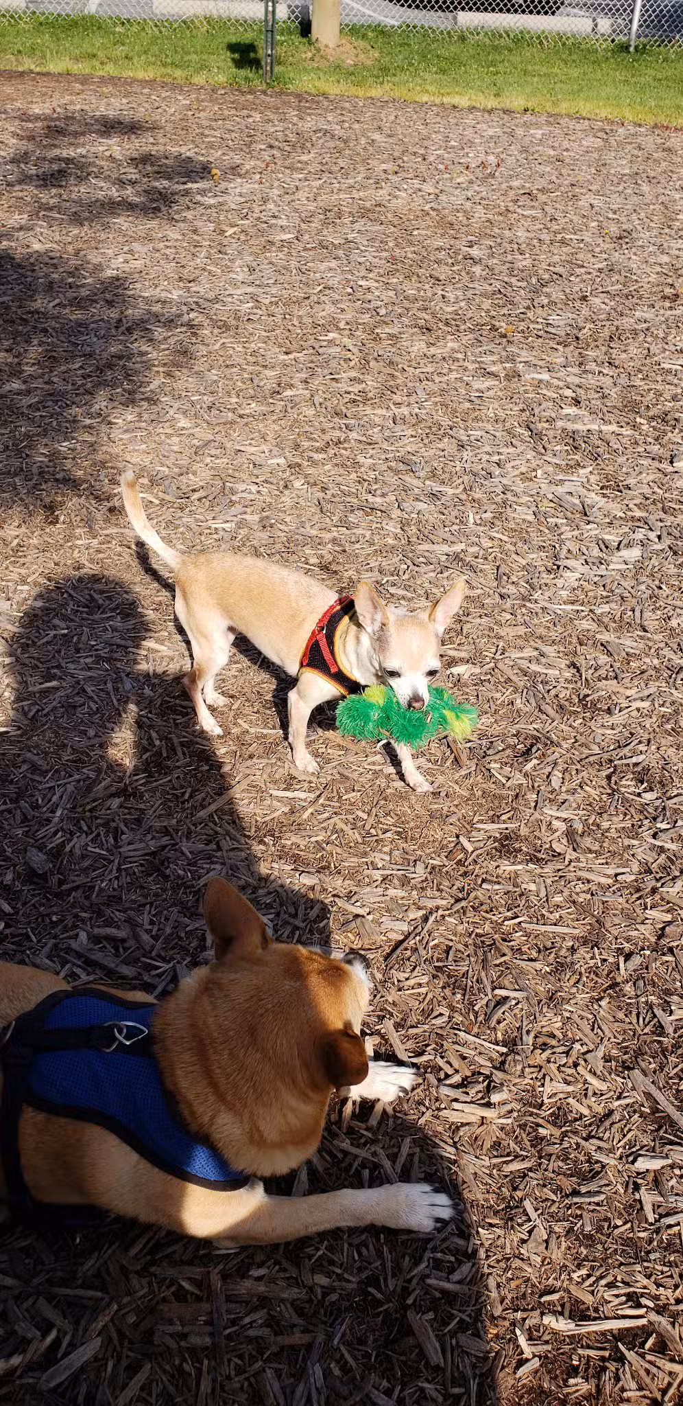 Elsmere Dog Park - Elsmere, DE