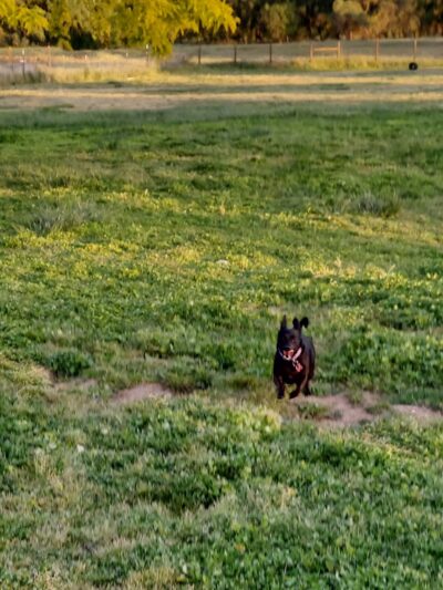 Gibson Ranch Dog Park - Elverta, CA