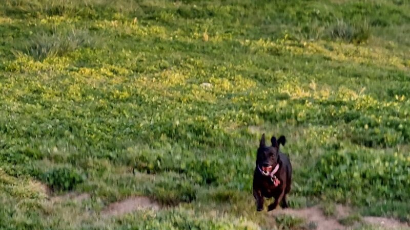 Gibson Ranch Dog Park - Elverta, CA