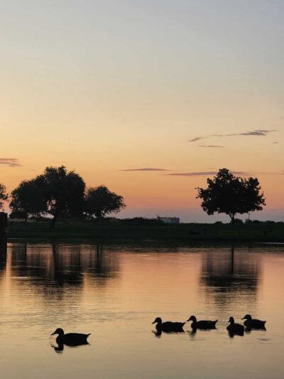 Gibson Ranch Dog Park - Elverta, CA