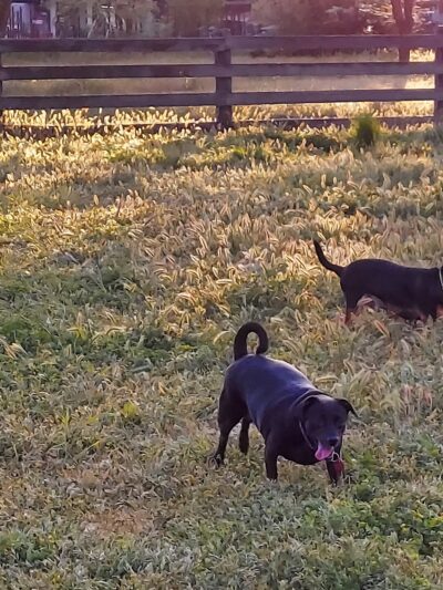 Gibson Ranch Dog Park - Elverta, CA