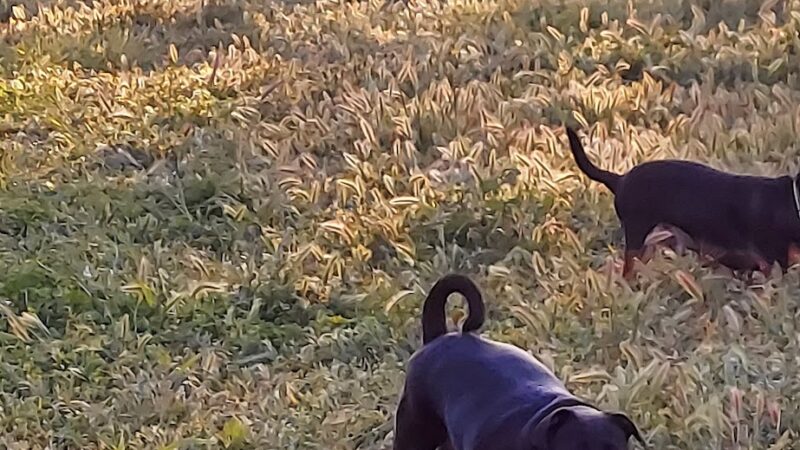 Gibson Ranch Dog Park - Elverta, CA
