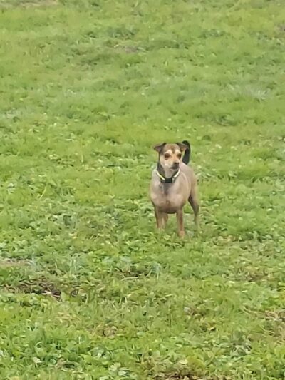 Gibson Ranch Dog Park - Elverta, CA