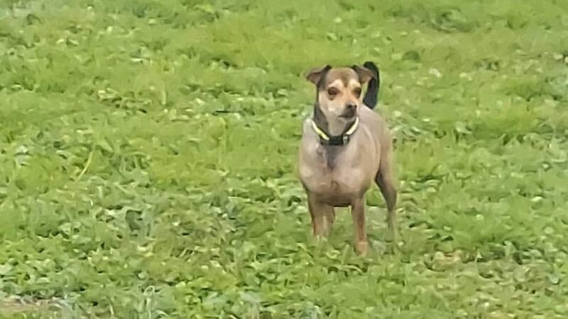 Gibson Ranch Dog Park - Elverta, CA