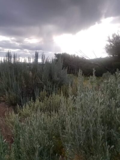 Bianche Park - Ely, NV