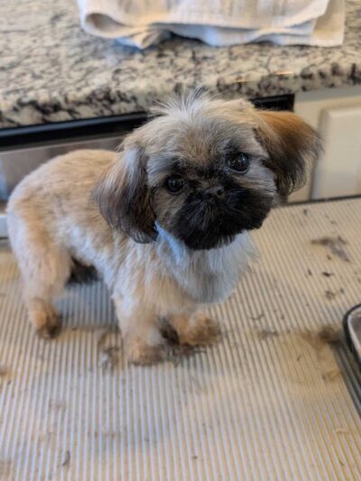 Emma's Mobile Pawz - ,
