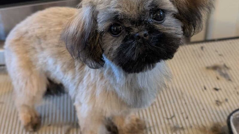 Emma's Mobile Pawz - ,