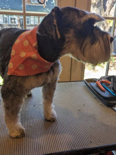 Emma's Mobile Pawz - ,
