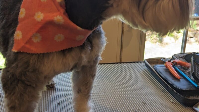 Emma's Mobile Pawz - ,