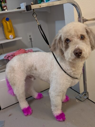 Emma's Mobile Pawz - ,