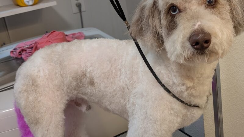 Emma's Mobile Pawz - ,