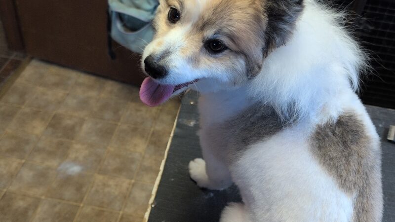 Emma's Mobile Pawz - ,