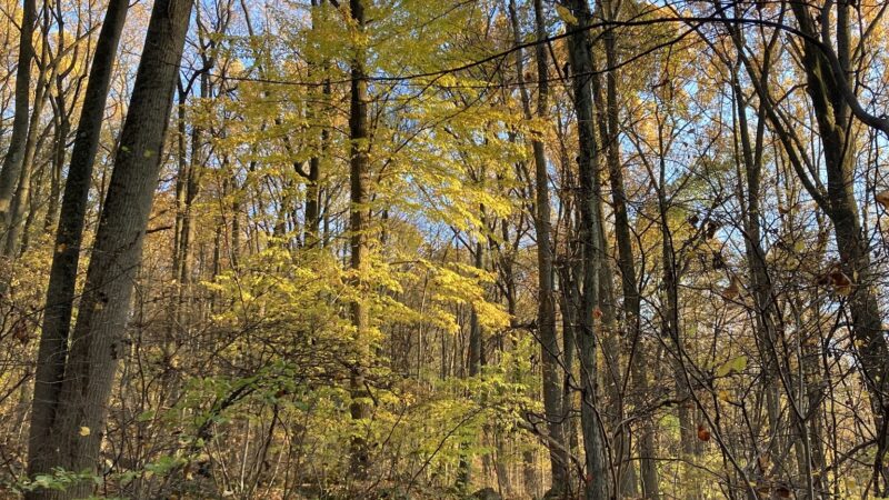 Boroline Park - Emmaus, PA
