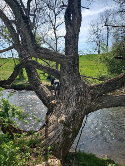Camp Olympic Park Disc Golf Course - Emmaus, PA