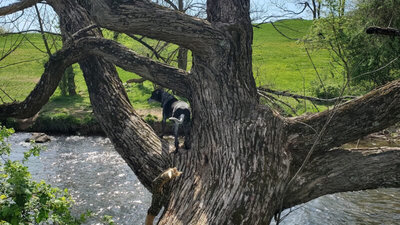 Camp Olympic Park Disc Golf Course - Emmaus, PA