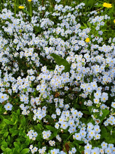 Camp Olympic Park Disc Golf Course - Emmaus, PA