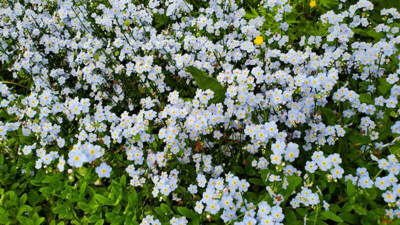 Camp Olympic Park Disc Golf Course - Emmaus, PA
