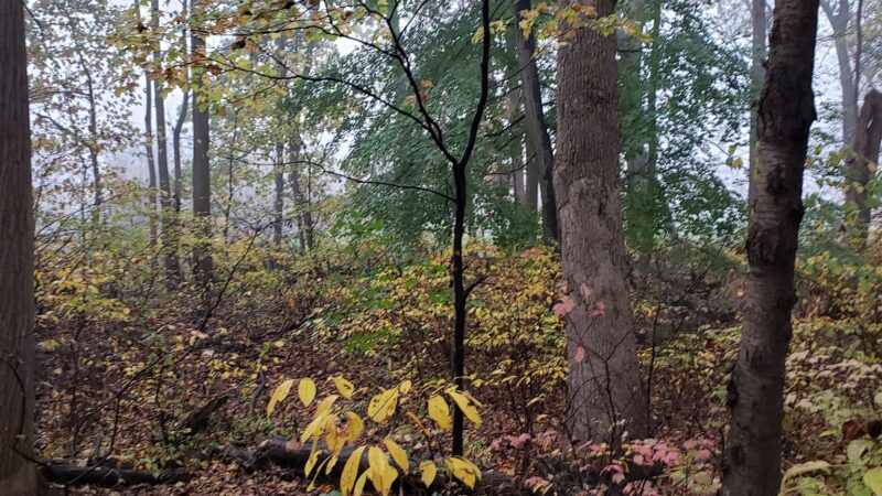 Jasper Park - Emmaus, PA