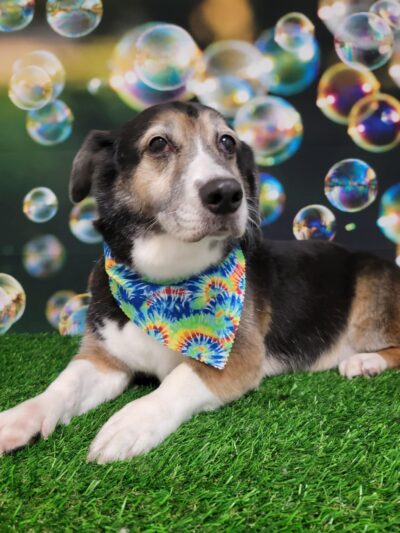 One Stop Pet Shop Inc - Emmaus, PA