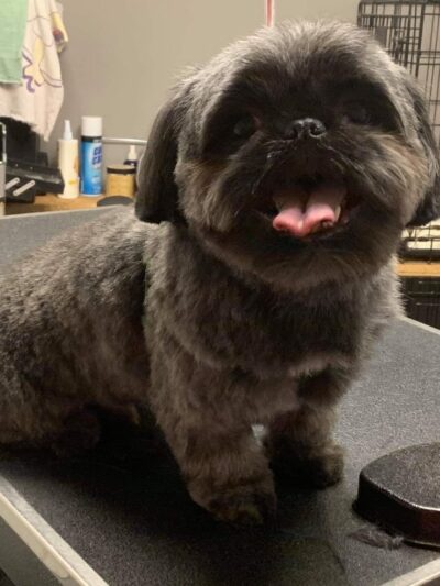 One Stop Pet Shop Inc - Emmaus, PA