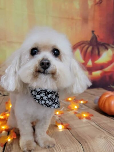 One Stop Pet Shop Inc - Emmaus, PA