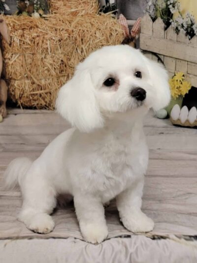 One Stop Pet Shop Inc - Emmaus, PA