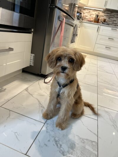 One Stop Pet Shop Inc - Emmaus, PA