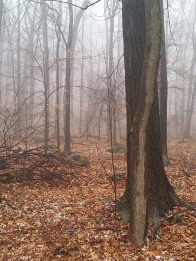 Wildlands Conservancy Buehler Memorial Park - Emmaus, PA