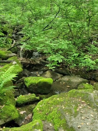 Wildlands Conservancy’s South Mountain Preserve - Emmaus, PA