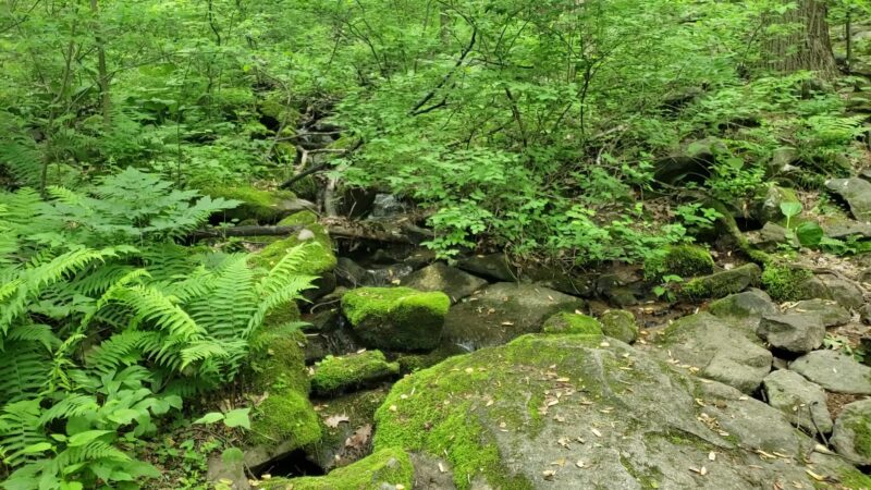 Wildlands Conservancy’s South Mountain Preserve - Emmaus, PA