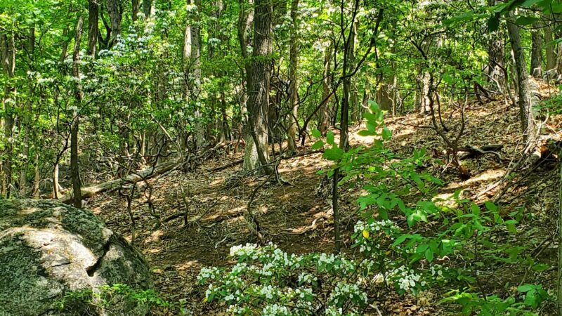 Wildlands Conservancy’s South Mountain Preserve - Emmaus, PA