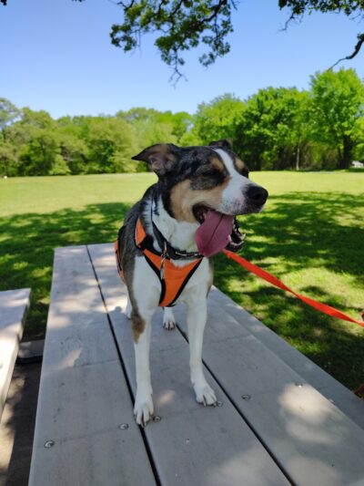 Sandy Creek Park - Emory, TX