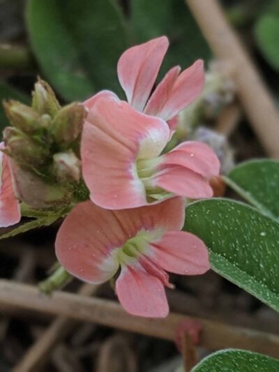 Englewood East Park - Englewood, FL