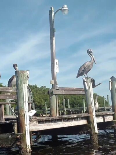 Lemon Bay Aquatic Preserve - Englewood, FL