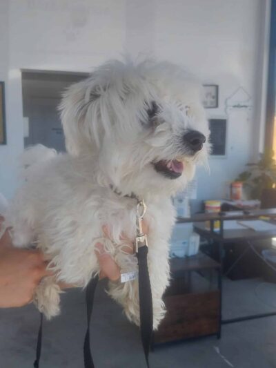 Bark Avenue Dog Grooming and Boarding - Ephraim, UT