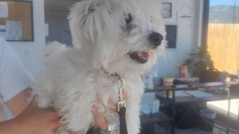 Bark Avenue Dog Grooming and Boarding - Ephraim, UT