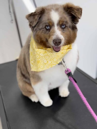 Bark Avenue Dog Grooming and Boarding - Ephraim, UT