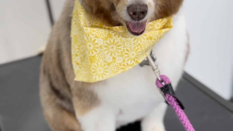 Bark Avenue Dog Grooming and Boarding - Ephraim, UT